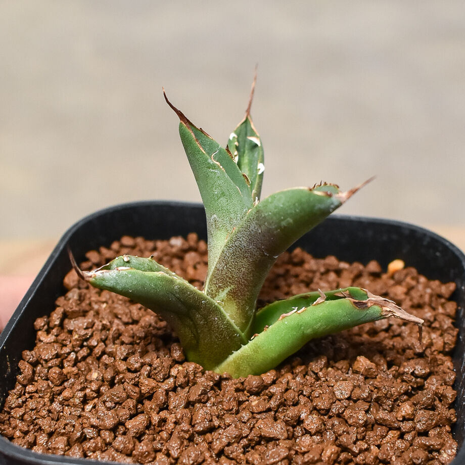 アガベ チタノタ ハデス 