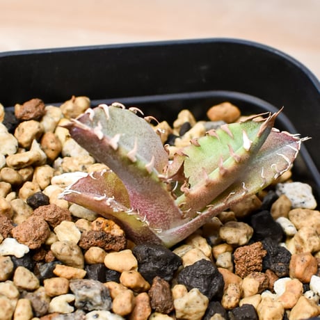 【RAFLUM育成株 5個セット】アガベ Mexico oteroi seeding / オテロイ実生 メキシコ産  【RAFLUM産/実生/子株】G