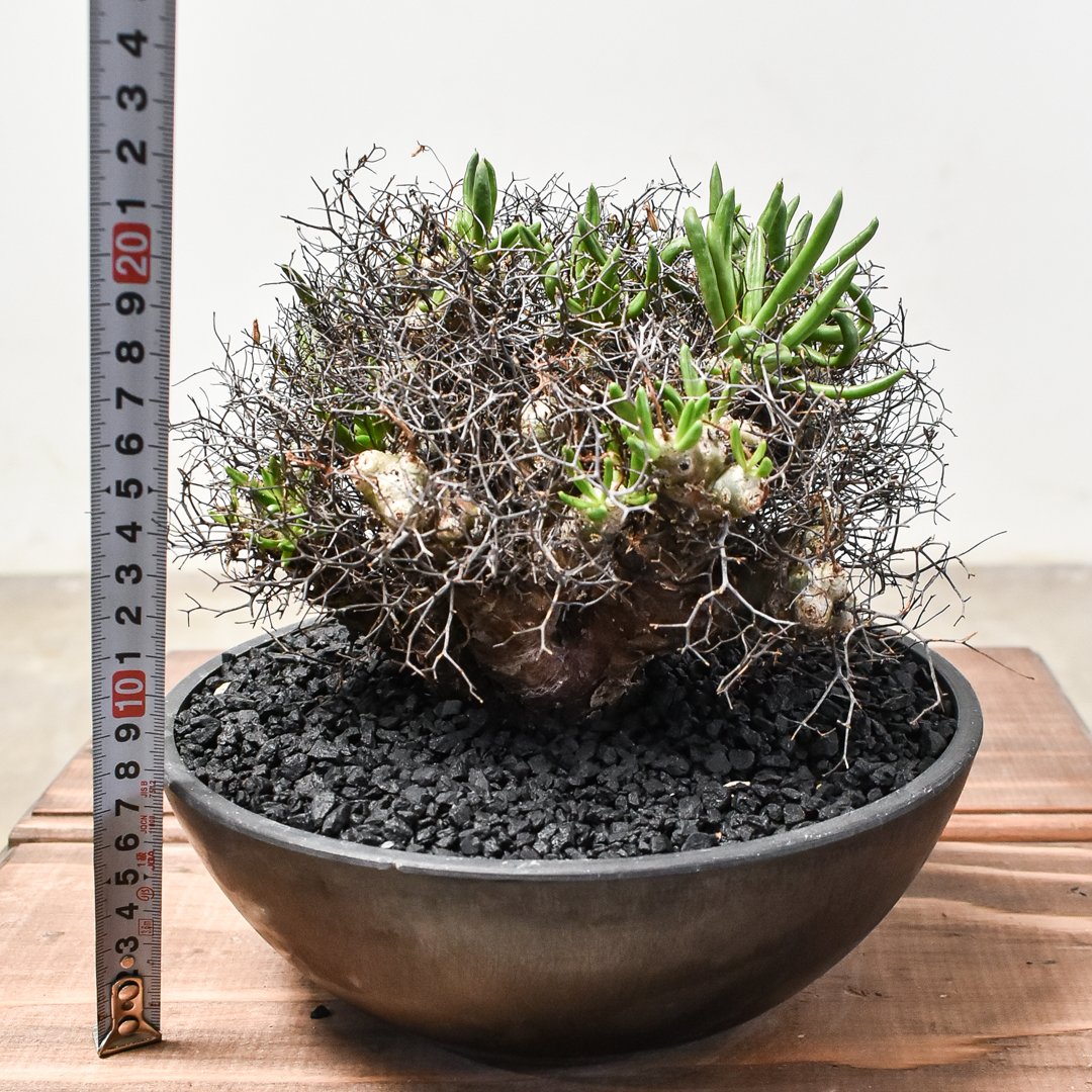 チレコドン レティキュラーツス 