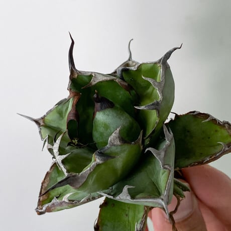 アガベチタノタbb | STORES