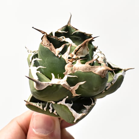 アガベsad | STORES