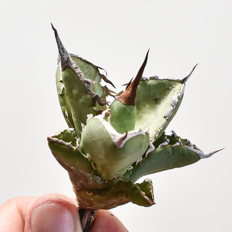 アガベ チタノタ 