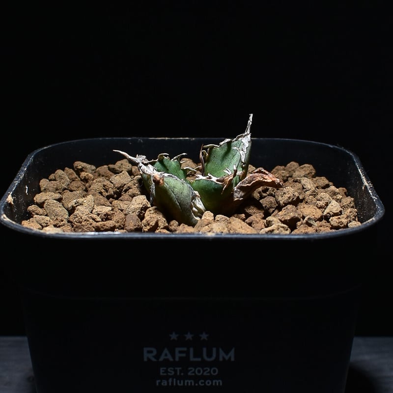 アガベ チタノタ 白鯨 小株 発根済 10株同梱 おまけ付き アガベ チタノタ 