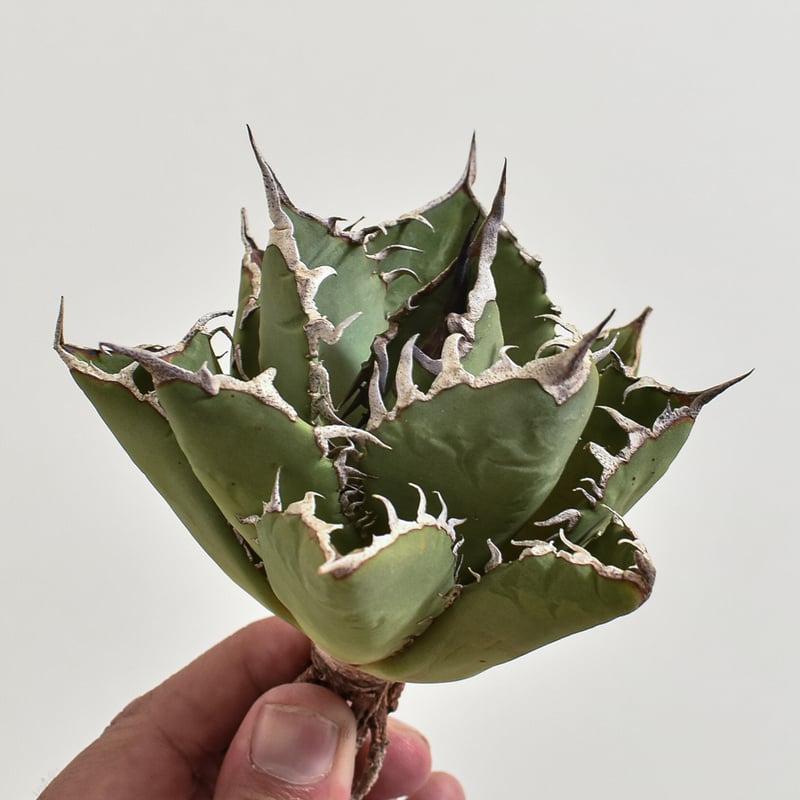 アガベ チタノタ 小島白刺【台湾 dragon agave産/抜き苗/中株