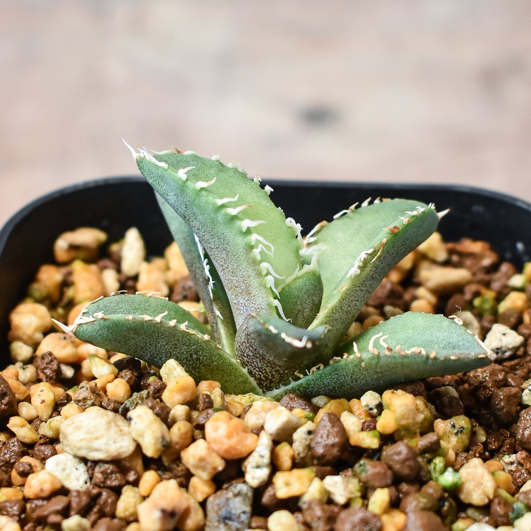 アガベチタノタ 大白鯊 OC子株 (発根済) アガベチタノタ 大白鯊