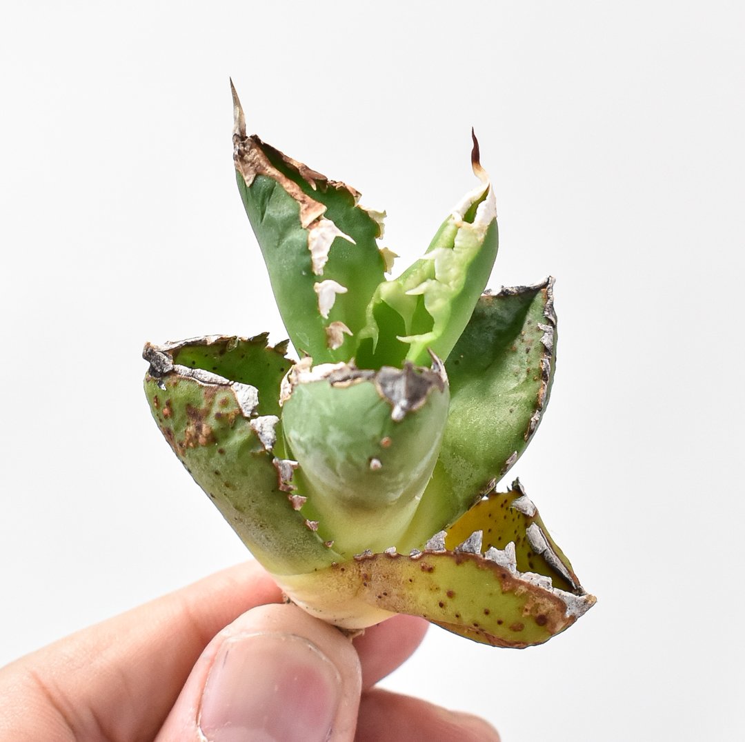 アガベ チタノタ アガベ チタノタ