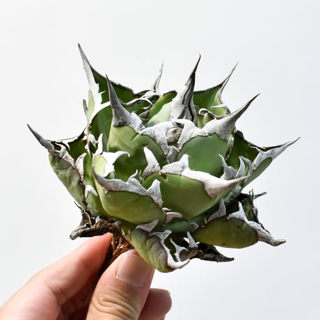 親株アガベハデス極上株　陽炎インフェルノ Yahoo!オークション - 極上特選株 アガベ チタノタ ハデス 陽炎