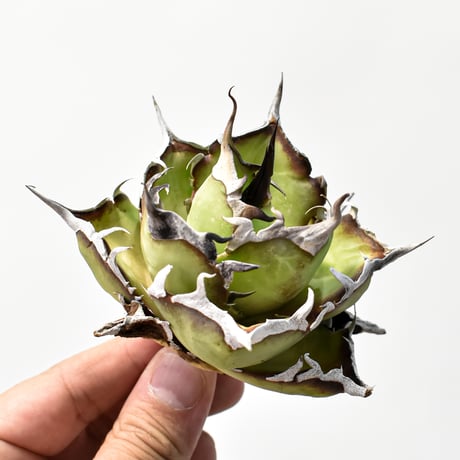 チタノタハデス | STORES