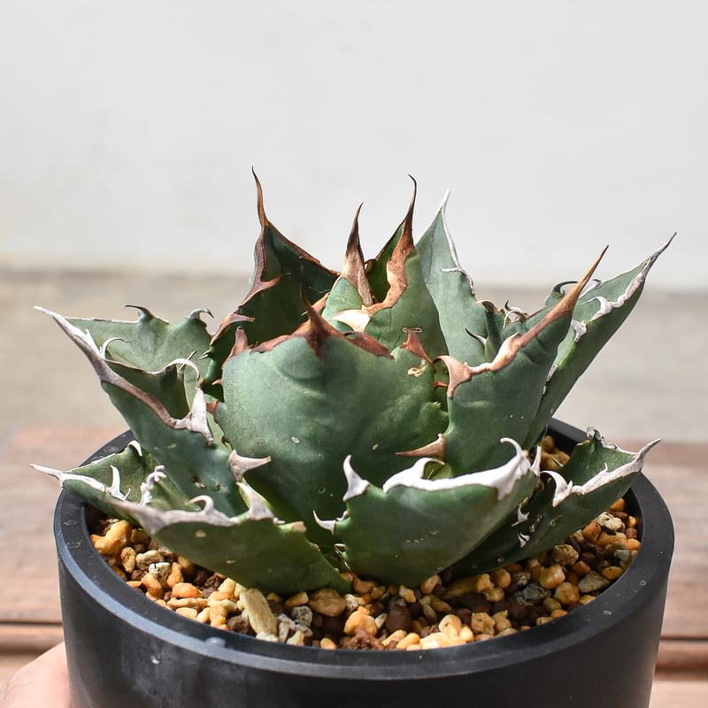 Yan Agave Nursery産　虎鯨　ブラックドラゴン　シャチ　アガベ アガベ チタノタ ブラックドラゴン Black Dragon /虎鯨 鉢ごと