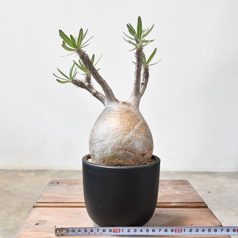 9 パキポディウム グラキリス 現地球 発根済 【公式通販】