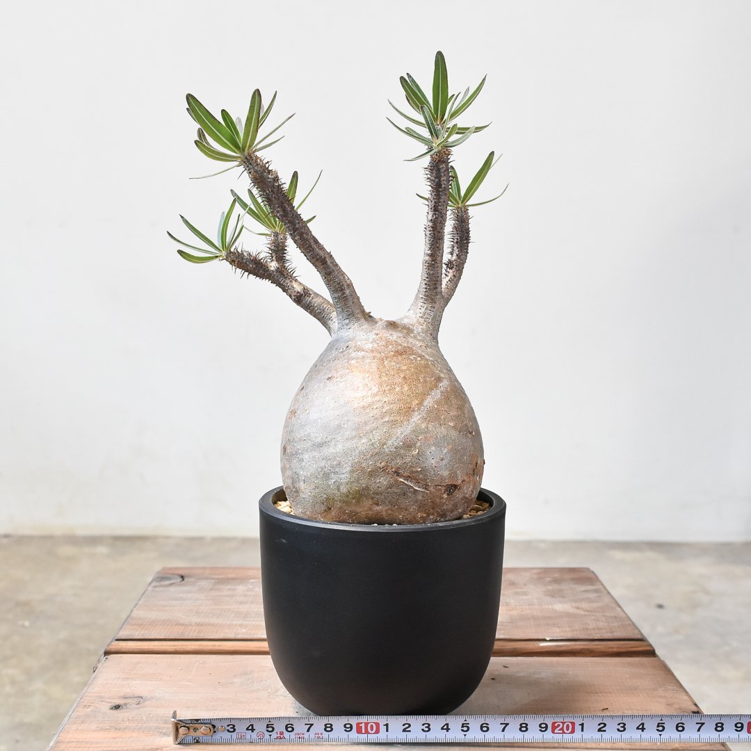 パキポディウム グラキリス 【現地球/発根済み】B HK2402382(T) | RAFLU