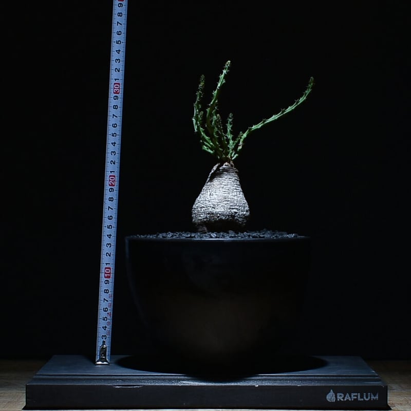 速達付き❤️塊根植物蓬莱島 Euphorbia decidua ユーフォルビア 速達付き❤️塊根植物蓬莱島 Euphorbia decidua ユーフォルビア