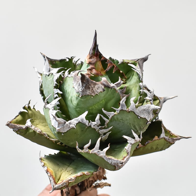 RAFLUMコレクション】アガベ チタノタ 