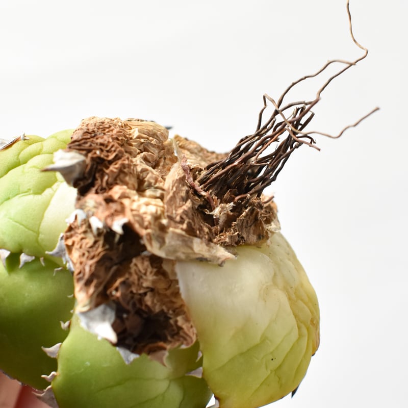 アガベ チタノタ DENNIS達摩【台湾DENNIS産/発根済み/中株】A DN250103