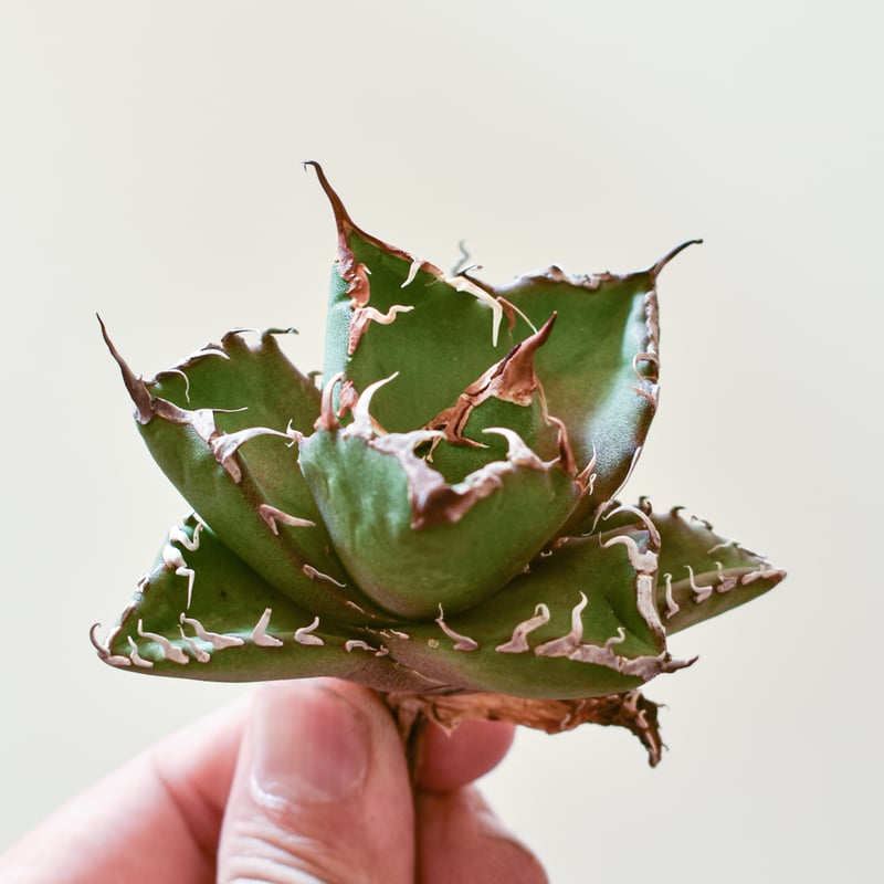 アガベ 金剛狼　ウルヴァリン　中株 アガベ チタノタ ウルヴァリン / 金剛狼 【台湾 dragon agave産/子株