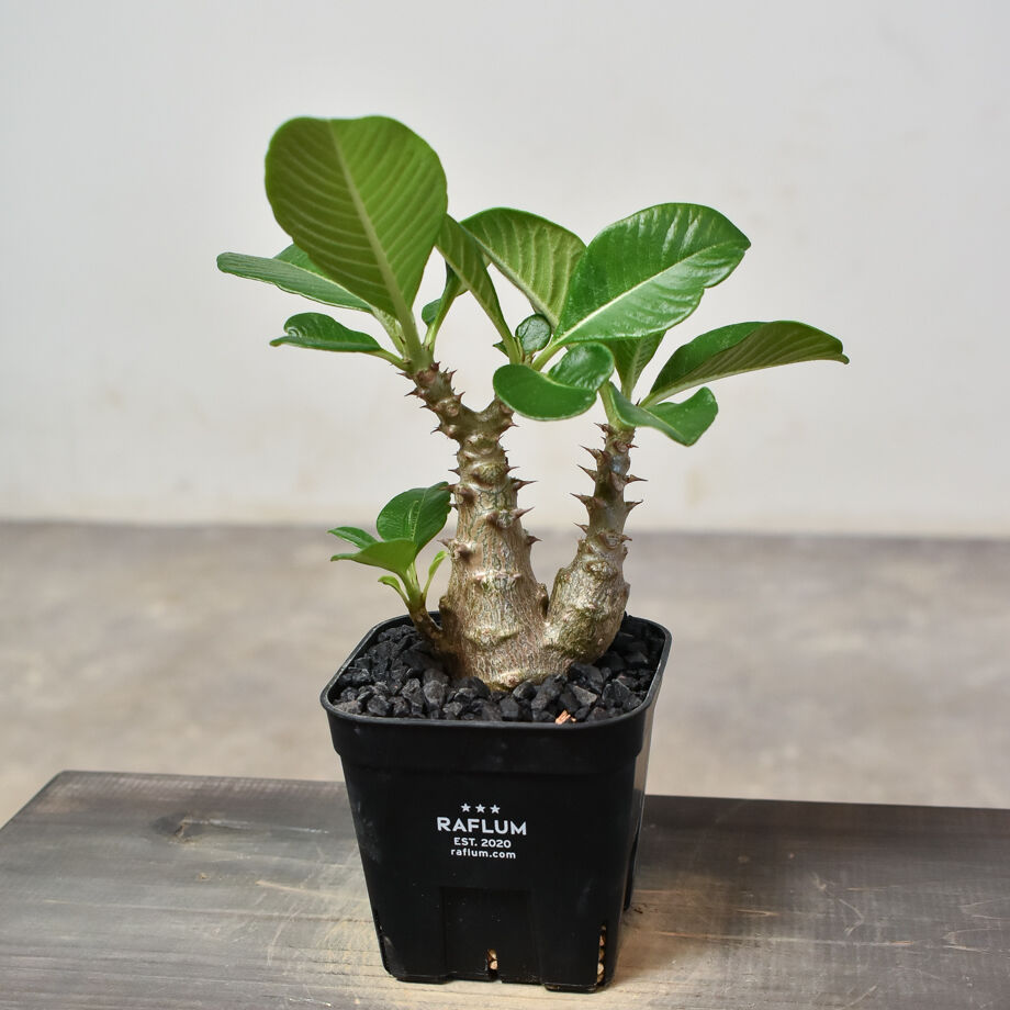 パキポディウム ウィンゾリー （実生）RF231540 | RAFLUM / ラフラム