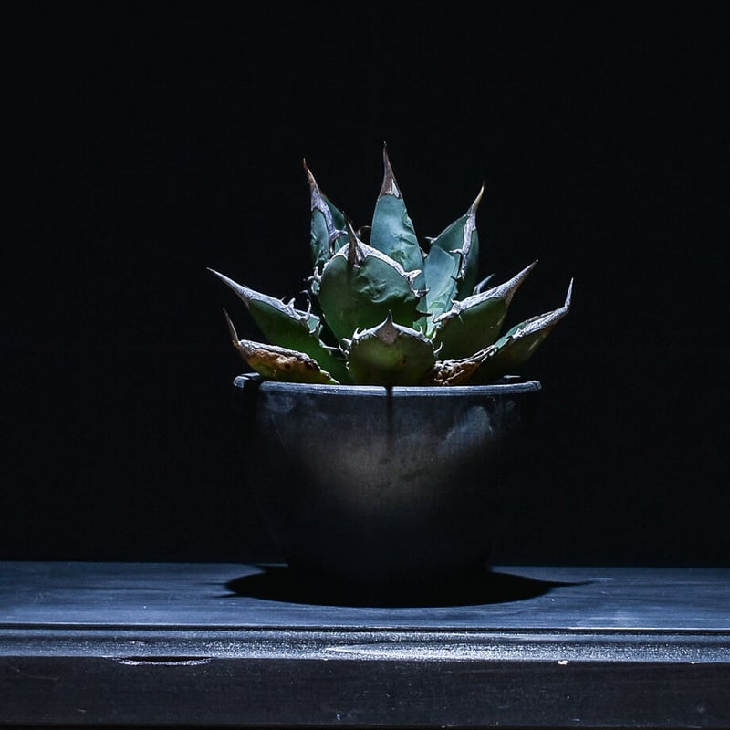 アガベ チタノタ アガベ チタノタ XZ-12 Agave Titanota 