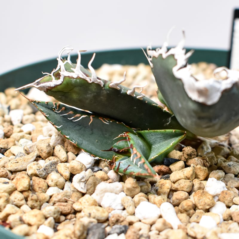 RAFLUMコレクション】アガベ チタノタ 