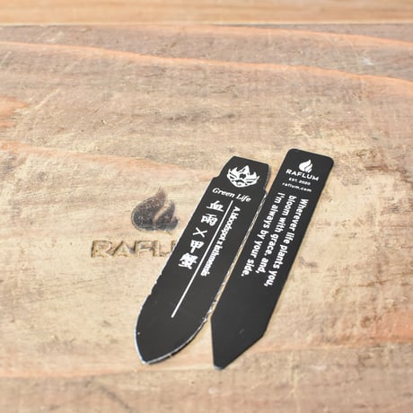アガベ ハイブリット "血雨×甲蟹""中斑入り" 【台湾green life産/抜き苗販売/子株】RF25011753
