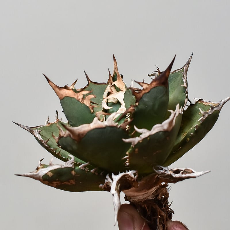 2月入荷 1000粒+ アガベ オテロイ 種子 チタノタ FO-76 証明書29 2月入荷 1000粒+ アガベ オテロイ 種子 チタノタ FO-76 証明書29