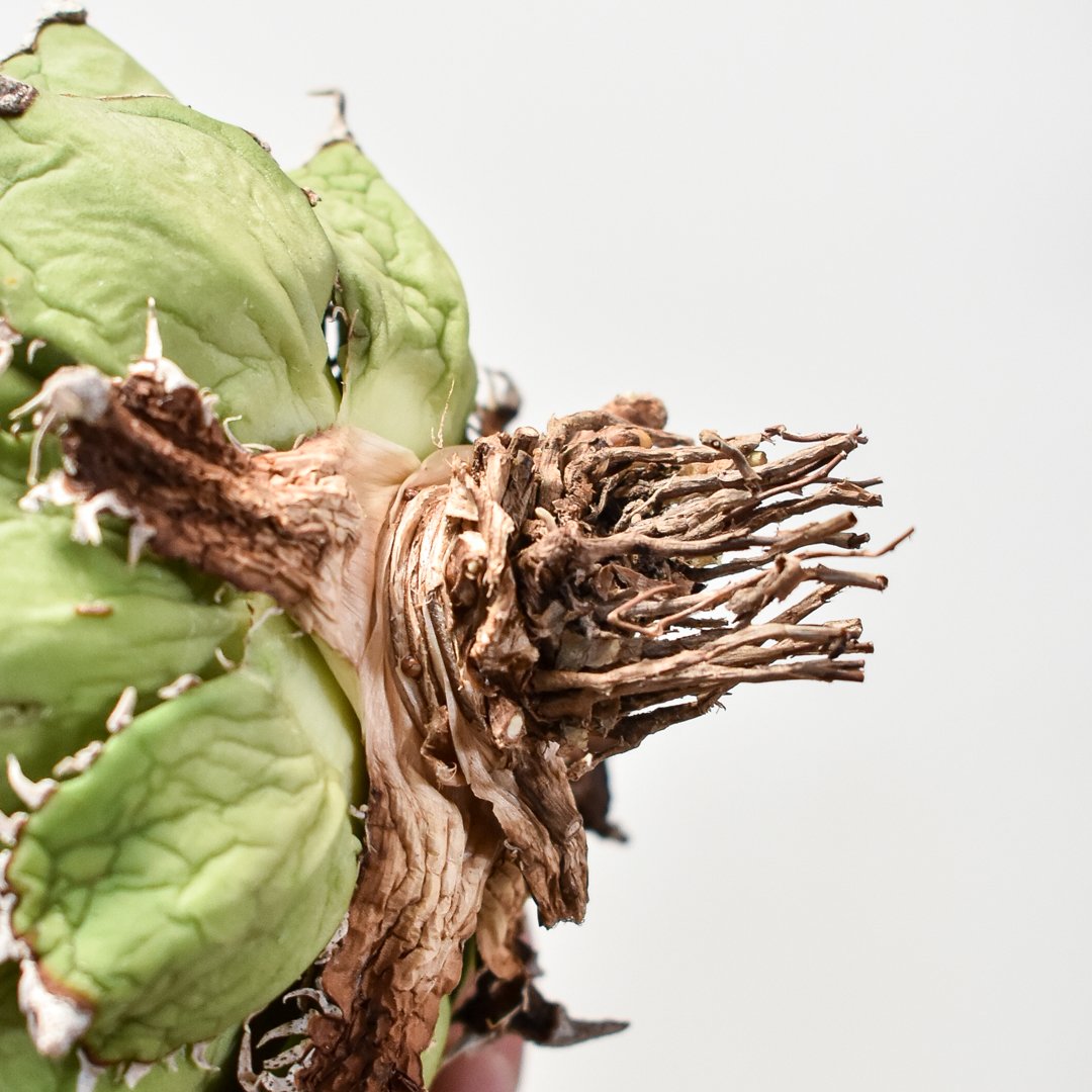 アガベ フィリグリー 圓葉拇指 脇芽 アガベ フィリグリー 圓葉拇指 脇芽 アガベ フィリグリー 圓葉