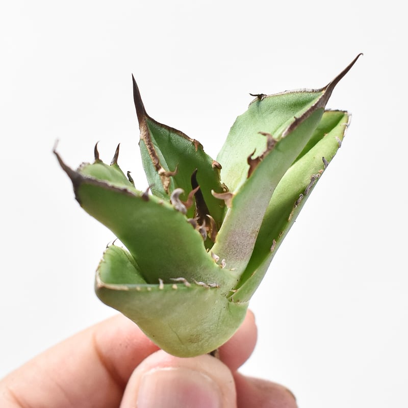 アガベ チタノタ 