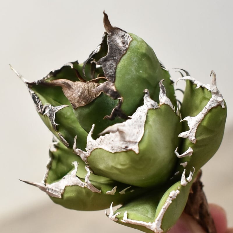 アガベ チタノタ 南アフリカダイヤモンド 