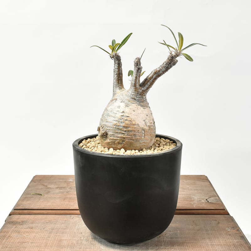 グラキリス　現地球　発根済み　盆栽仕立て グラキリス 現地球 発根済み 盆栽仕立て グラキリス 現地球 発根済み