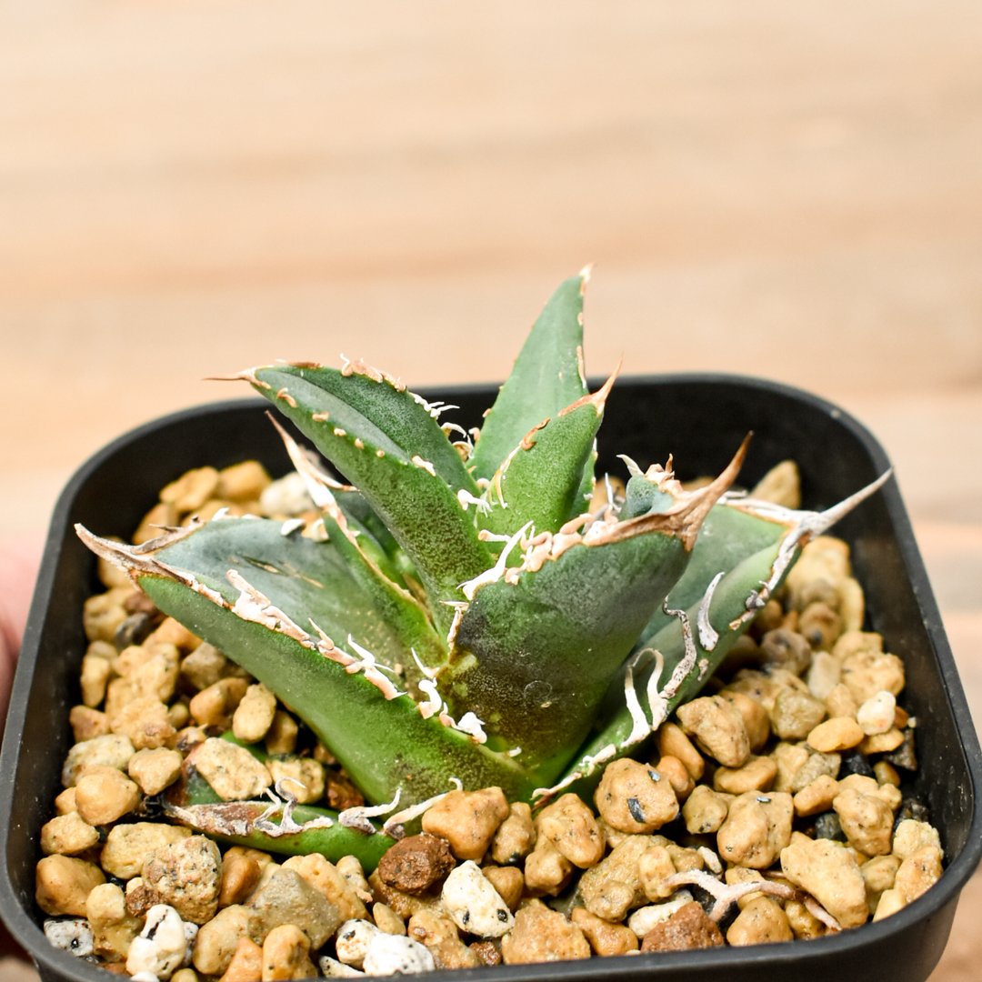 RAFLUMコレクション】アガベ チタノタ タンク 