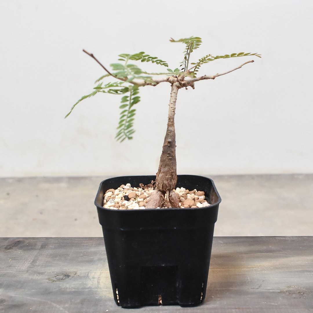 実生株②】オペルクリカリアヒファエノイデス