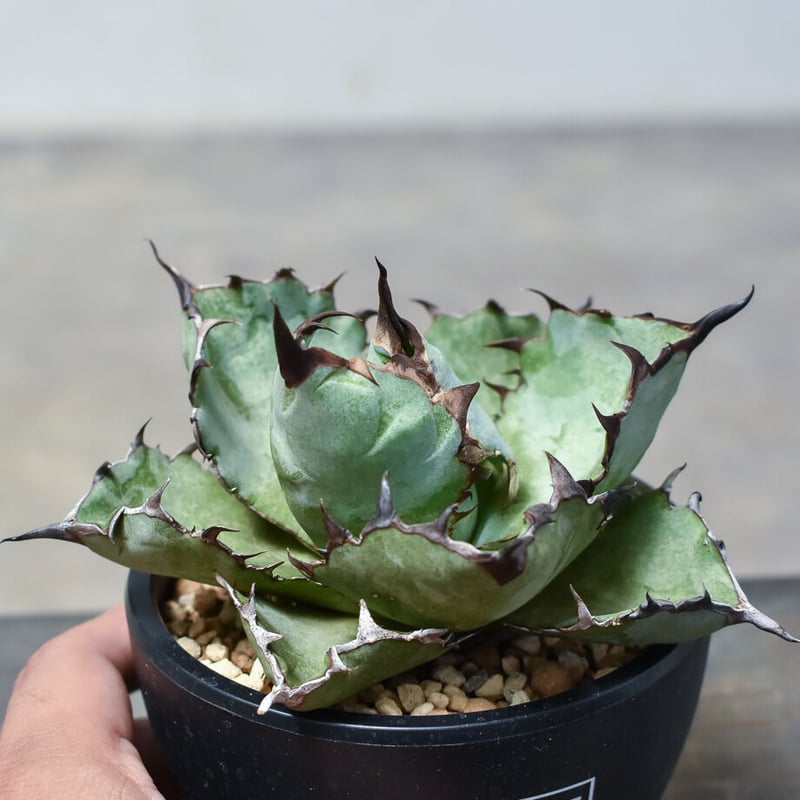 アガベ チタノタ ブラックアンドブルー 