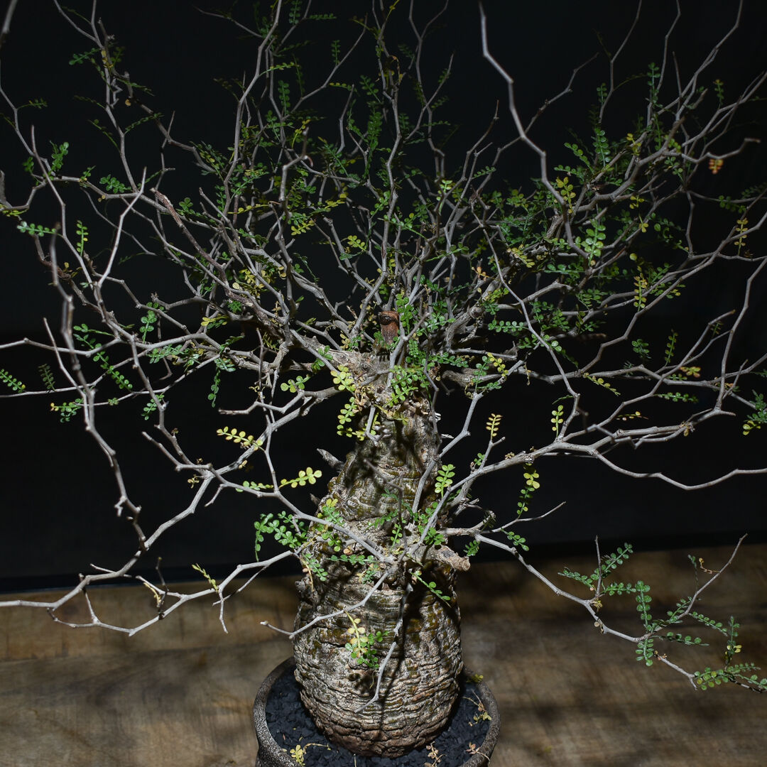 fit=scale-down,w=1200