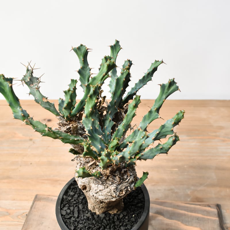 ①ユーフォルビア　クラビゲラ ユーフォルビア クラビゲラ 