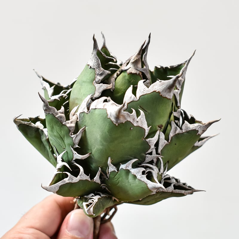 アガベ チタノタ 