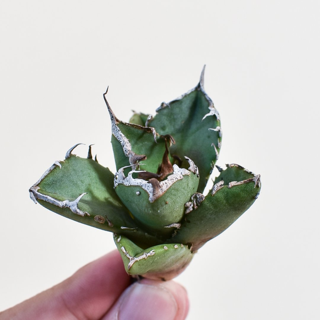 アガベ チタノタ 