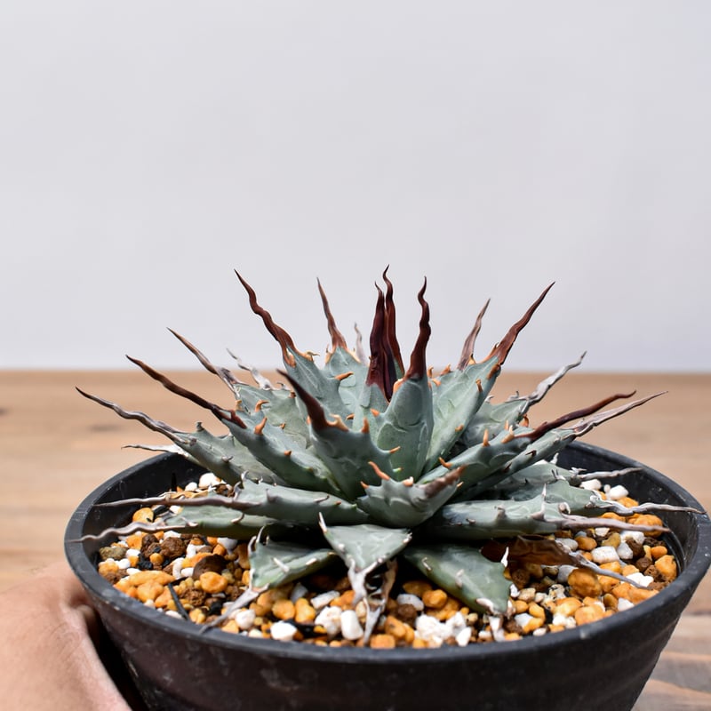 アガベhyb パライシ中株& 【陽炎】エボリスピナ エボリスピナ 陽炎