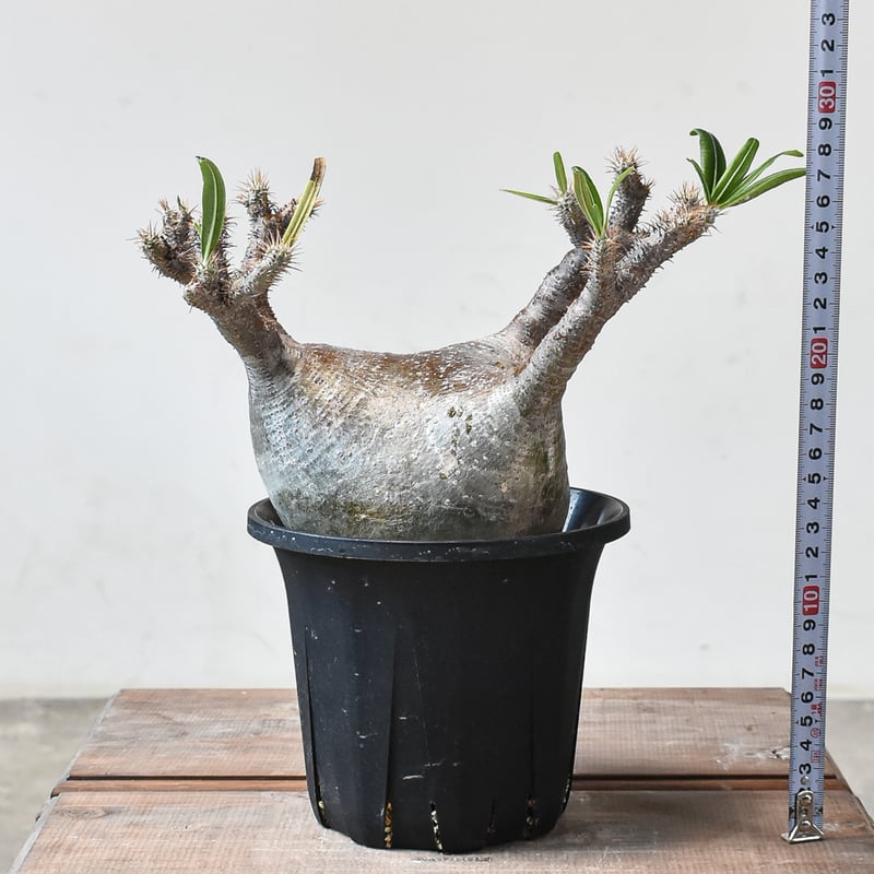 パキポディウムグラキリス　現地球　発根済み 7 パキポディウム グラキリス 現地球 発根済 【公式通販】