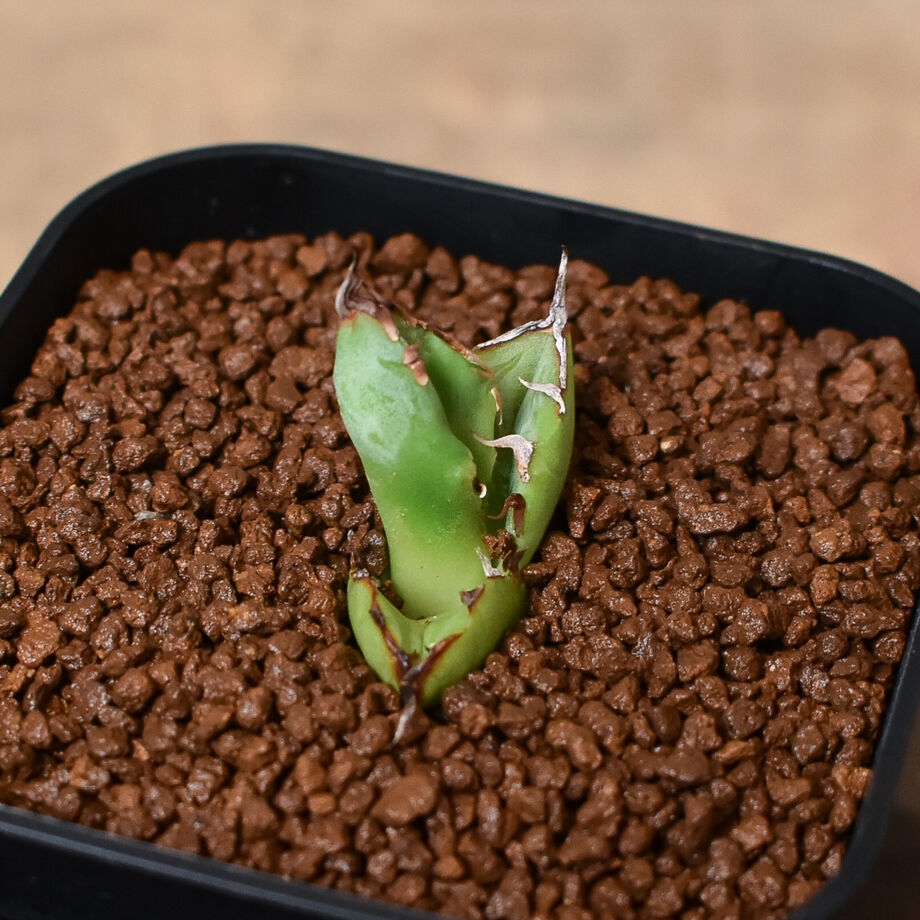 6488483d5d5206002bb6d269