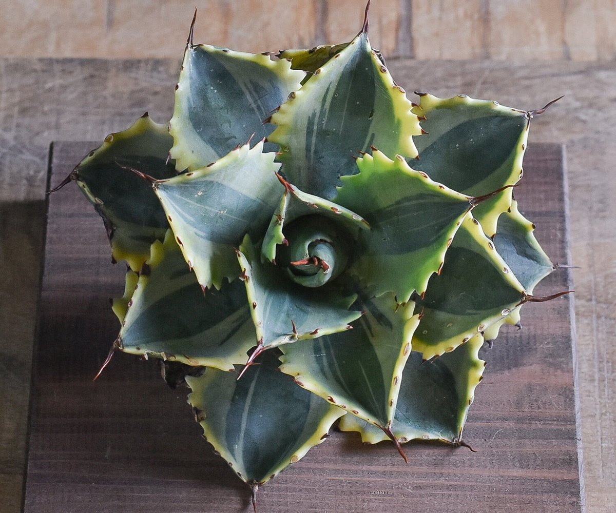 U*R様 アガベ魔丸錦黄覆輪斑入り抜き苗発送 U*R様 アガベ魔丸錦黄覆輪