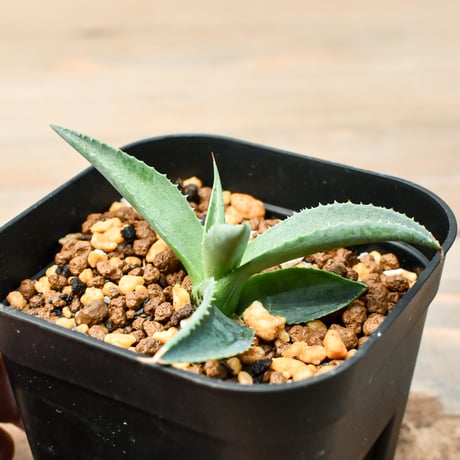 アガベ ハイブリット "血羅刹" (特白肌怒雷神×血妖) 【台湾botanical_seeker産】B RF25011415