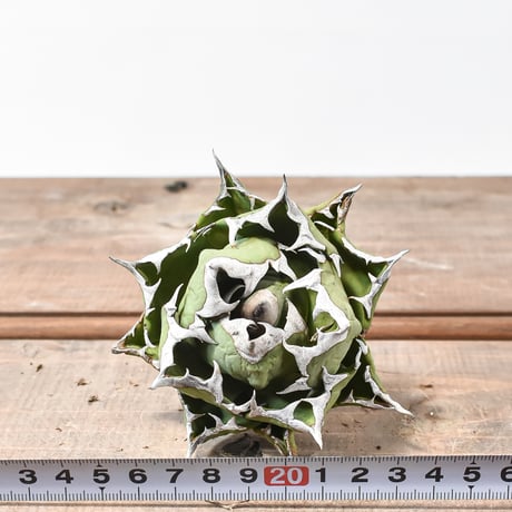 アガベ チタノタ ドワーフ / "精品姫厳龍" 【台湾 dragon agave産/中株/抜き苗】DGC2411054(T)