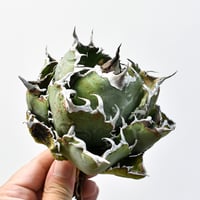 R*i様 33 激レア 超大株 アデニア ペチュエリー 現地球 鮮度抜群 33 激レア 超大株 アデニア ペチュエリー 現地球 鮮度抜群