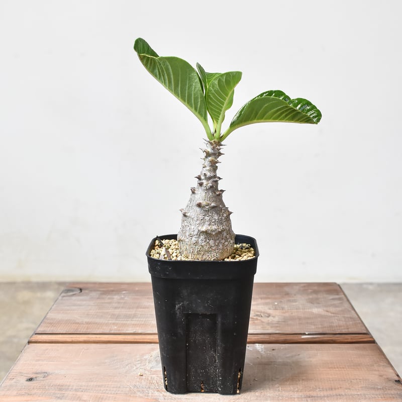 パキポディウムウィンゾリー実生 D 【公式通販】