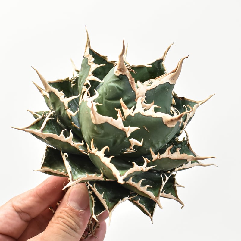 5CLAW】アガベ チタノタ 