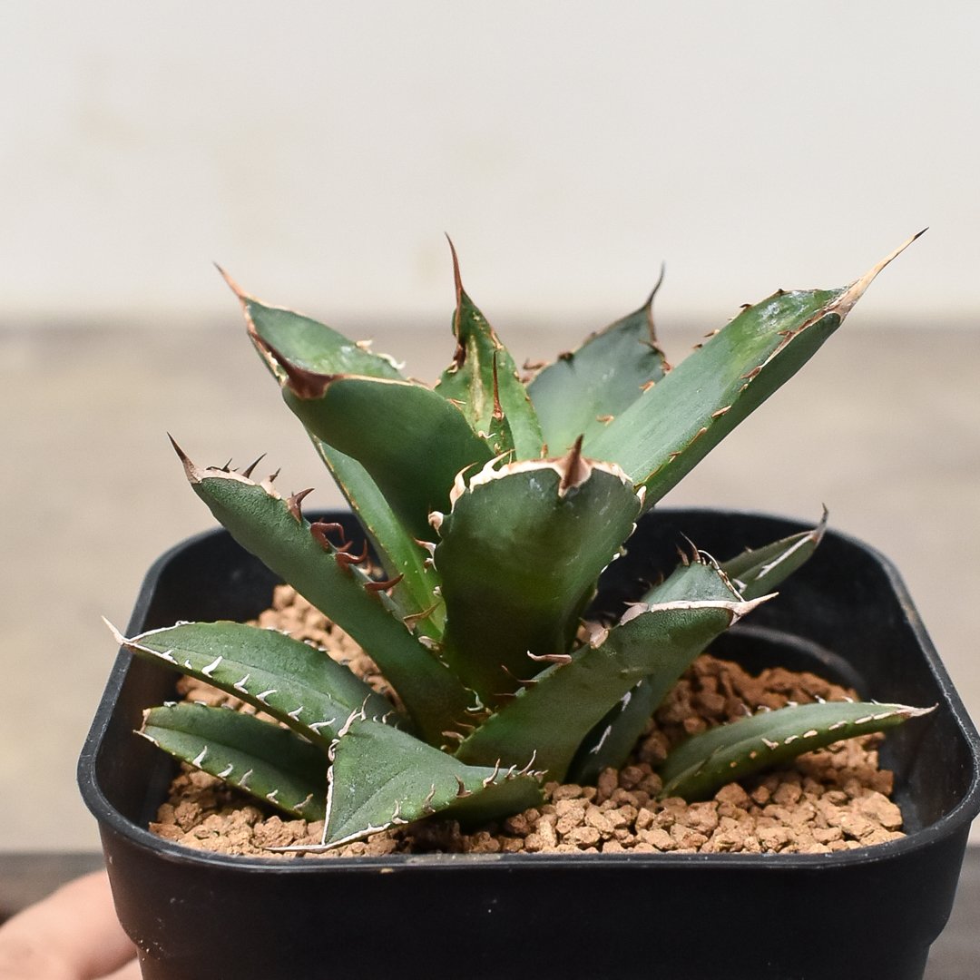 アガベ チタノタ スペシャルボール株 発根管理中【まんまる株・大株