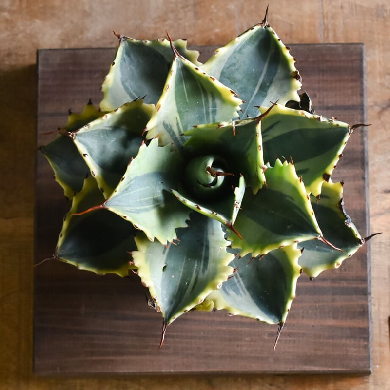 アガベ 怒雷神 錦（抜き苗販売）【ワイドリーフに斑入りの葉がとても