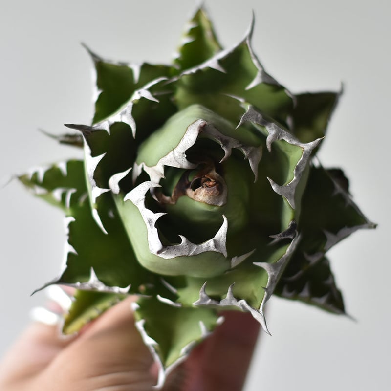 へ*こ様 ④ アガベ　ドワーフ　チタノタ　イラン株　極上株　Agave　Dwar Amazon.co.jp: アガベ チタノタ イラン株 ペルシアンドワーフ