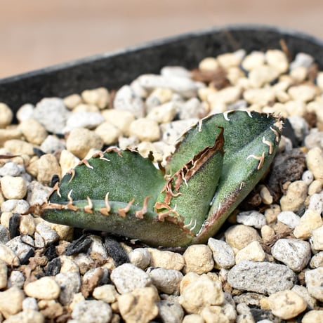 スーパーチタノタ | STORES