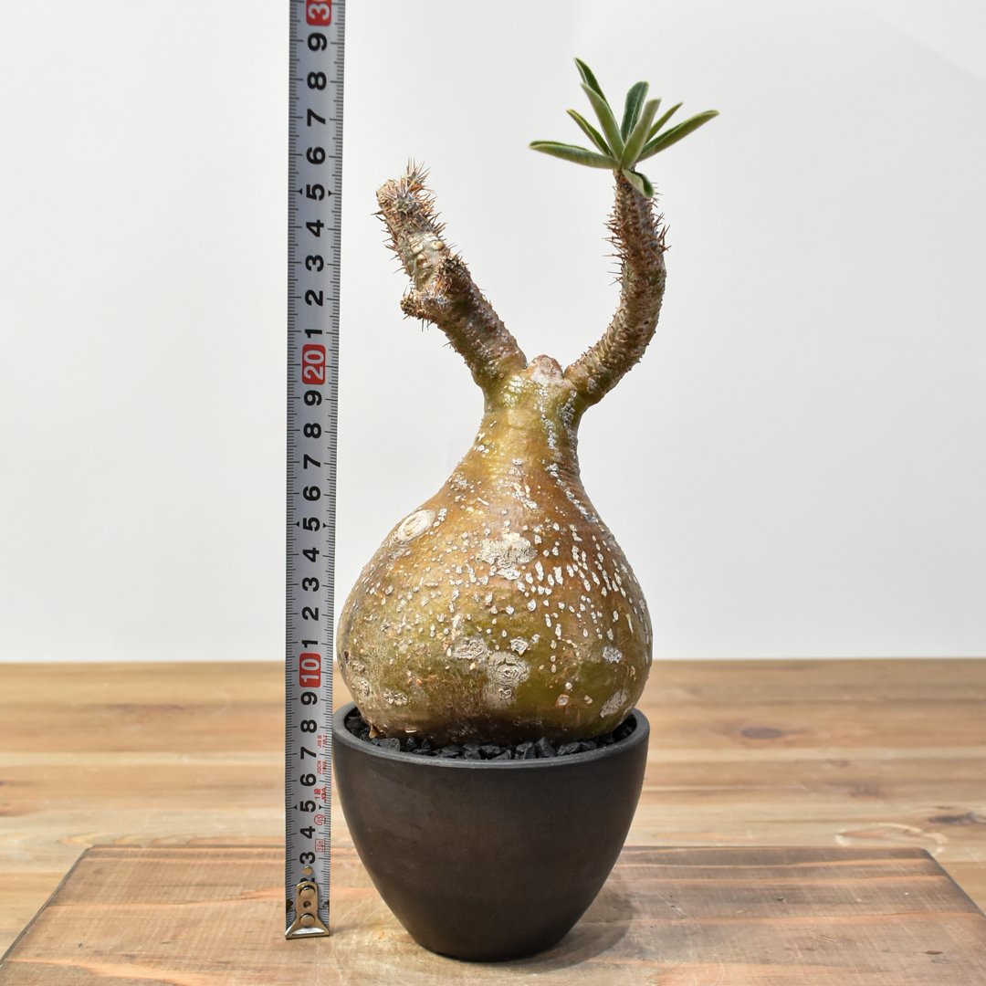 パキポディウム グラキリス 【発根済み】RFKN25010872 | RAFLUM / ラフ