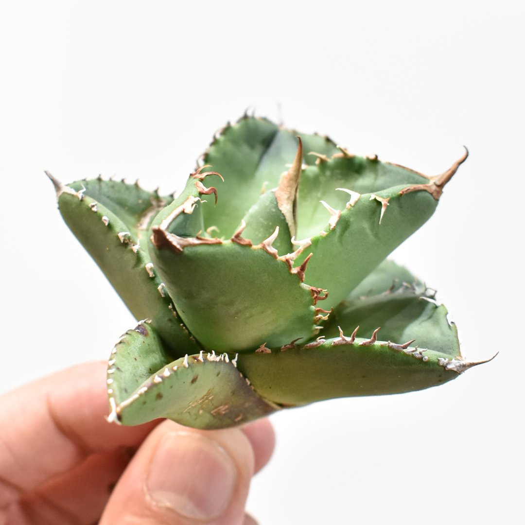 アガベ X犀牛 中株